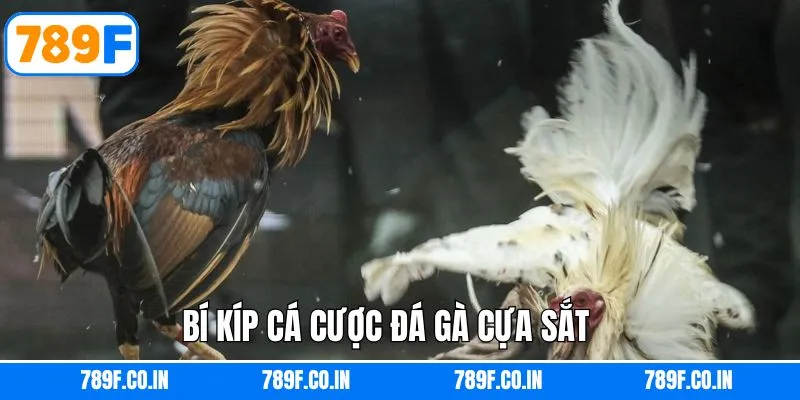 Kinh nghiệm khi tham gia trò chơi đá gà cựa sắt giành thắng lớn