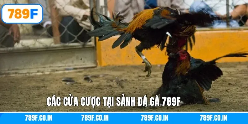 Một số cửa cược đình đám trong đá gà tại 789F