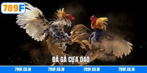 Đá Gà Cựa Dao - Tính Chất Trận Đấu Kịch Tính, Hấp Dẫn 789F