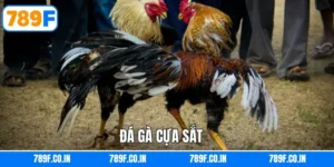 Đá Gà Cựa Sắt  - Hình Thức Cá Cược Được Săn Đón Nhất