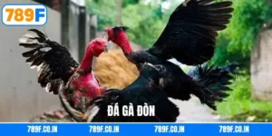 Đá Gà Đòn - Những Trận Đấu Đỉnh Cao Tại Nền Tảng 789F