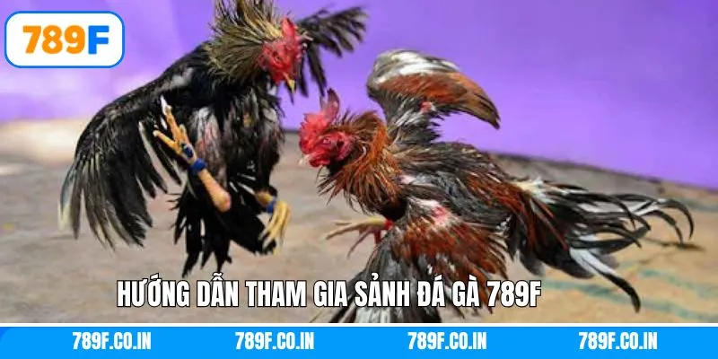 Quy trình thực hiện cá cược trong sảnh đá gà tại 789F