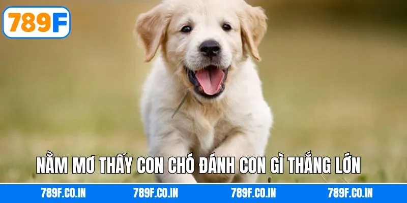 Tìm hiểu mơ thấy con chó đánh con gì thắng lớn 