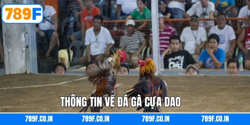 Đá gà cựa dao là gì?