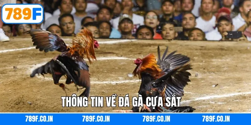 Khái quát về đá gà cựa sắt hấp dẫn 789F