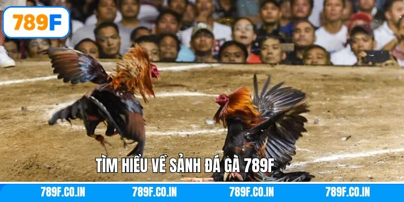 Khái niệm về sảnh hấp dẫn chọi gà 789F