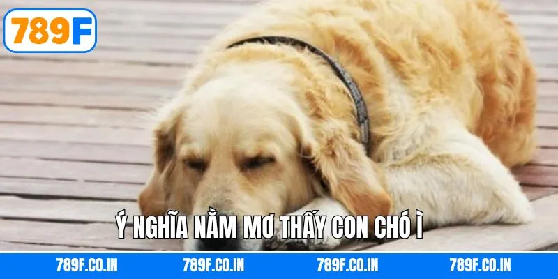 Tổng quan về giấc mơ gặp chó 