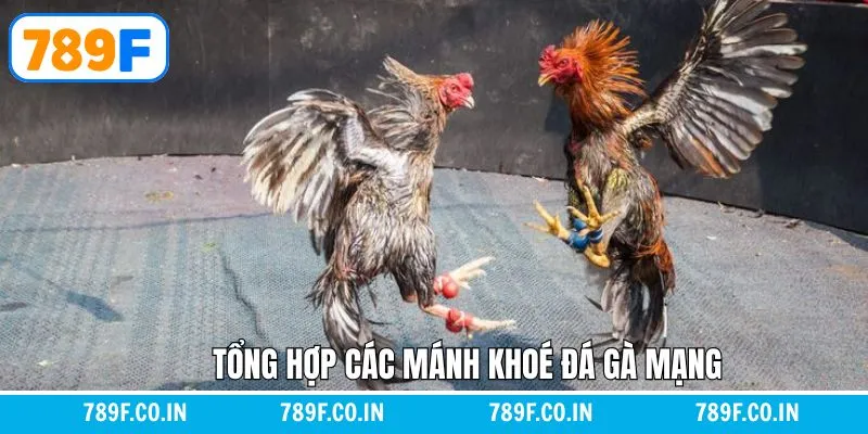 Một vài mánh khóe thường gặp trong chọi gà